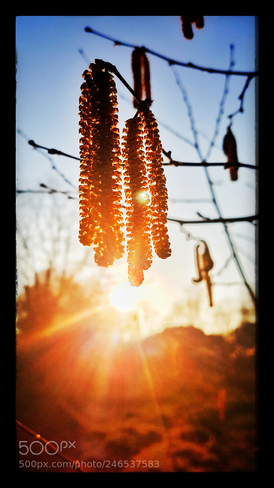 Samsung Galaxy S7 sample photo. Sun photography
