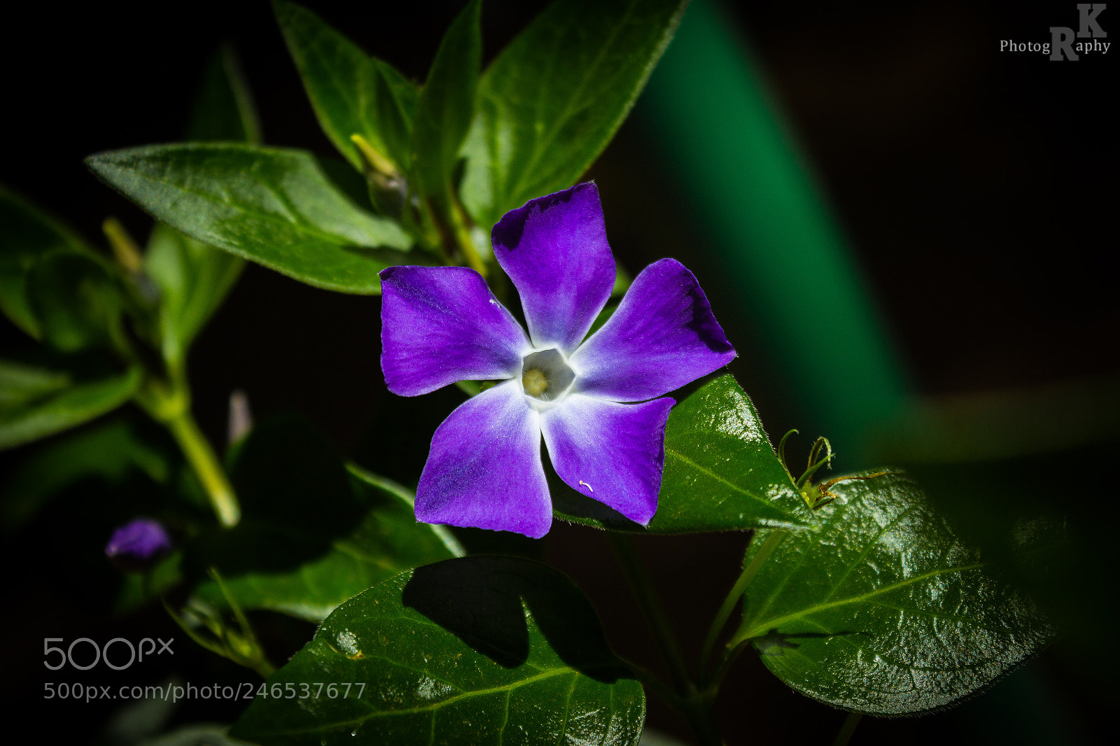 Canon EOS 600D (Rebel EOS T3i / EOS Kiss X5) sample photo. Purple beauty photography