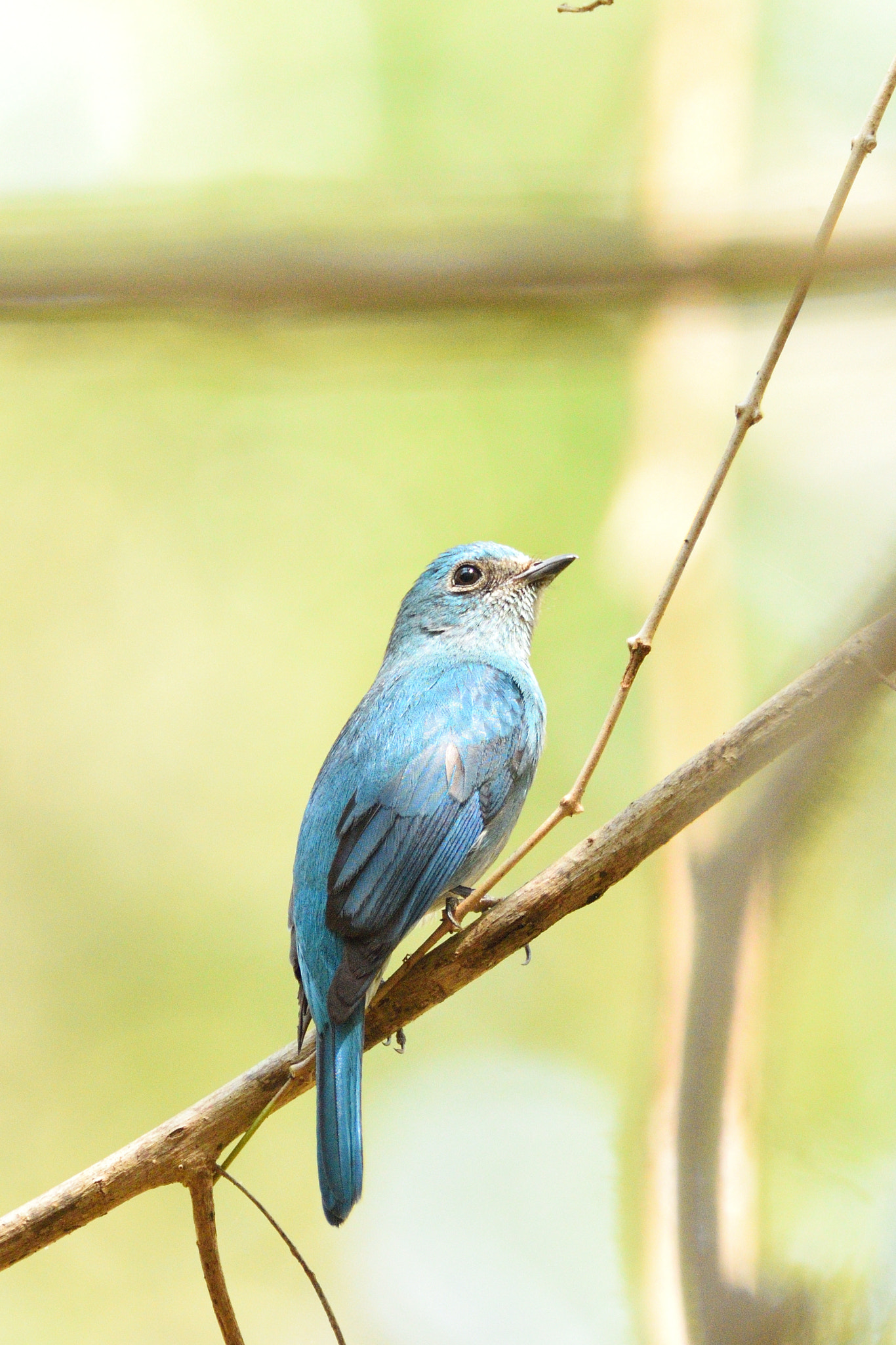 Nikon D810 sample photo. Verditer flycatcher female photography