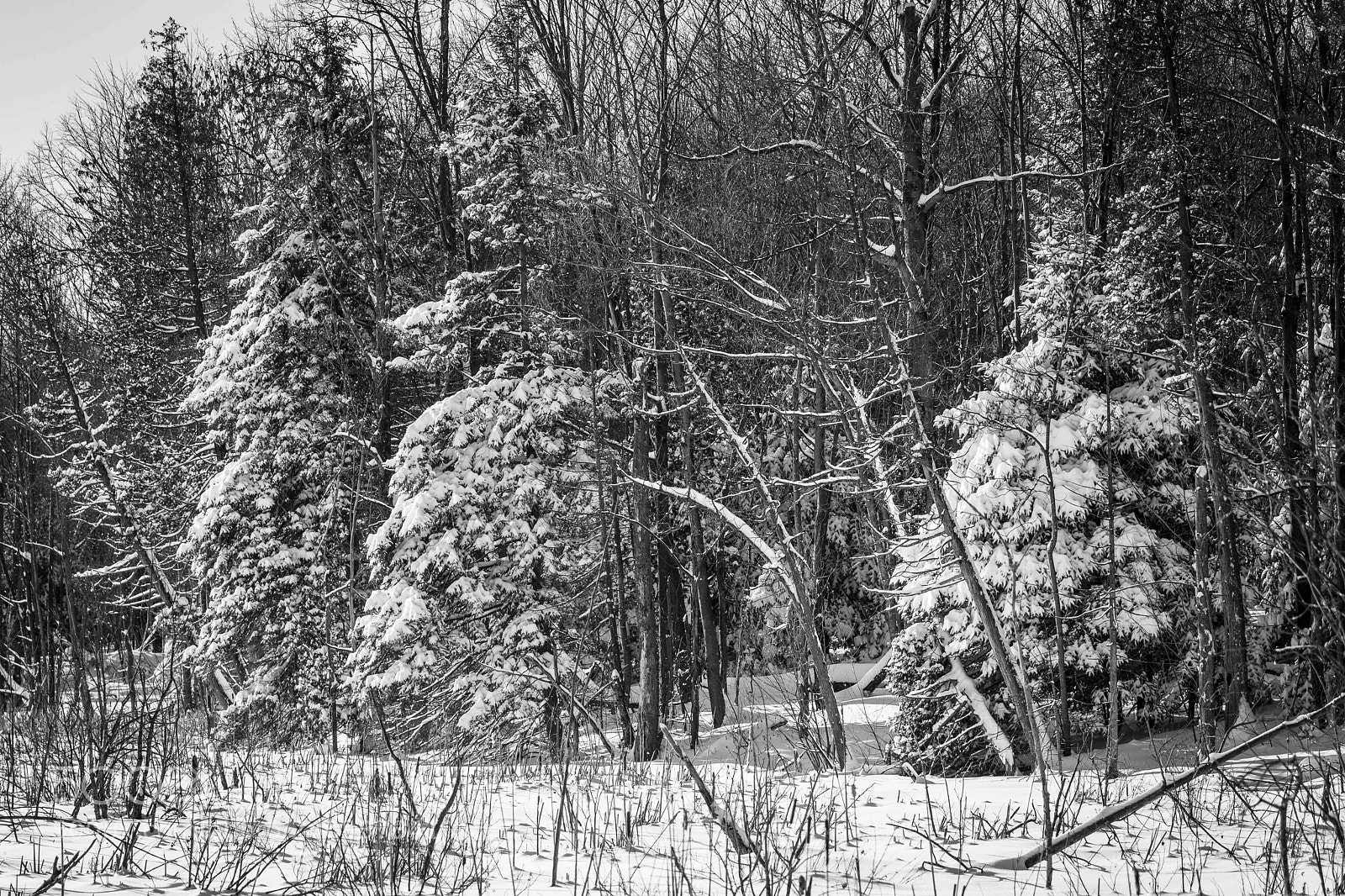 Canon EOS 5D Mark IV sample photo. Winter photography