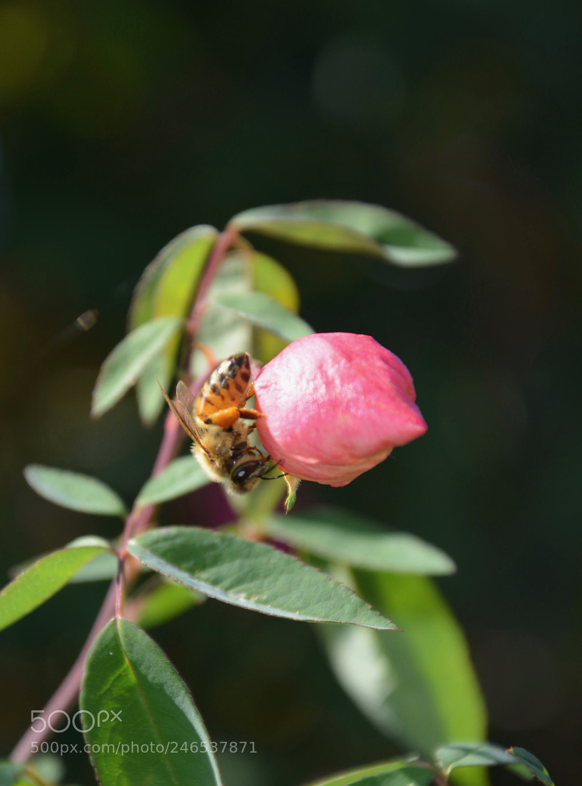 Nikon D5200 sample photo. Dsc photography