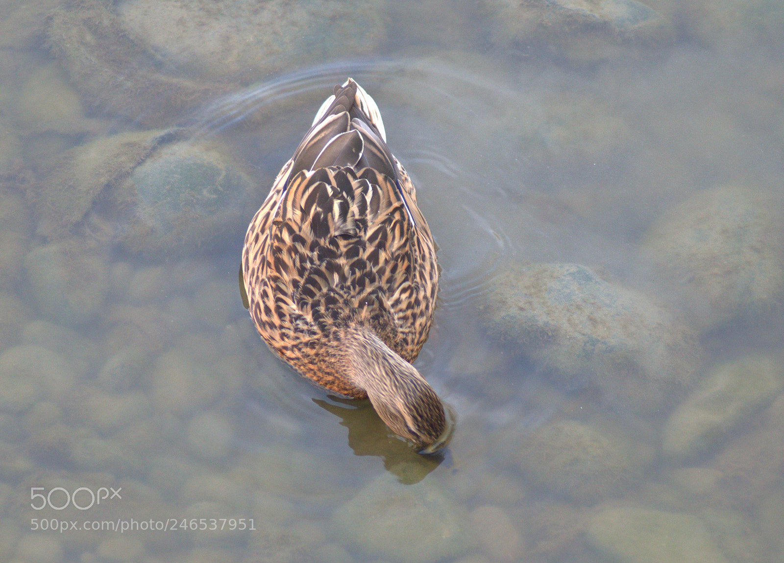 Pentax K-50 sample photo. Duck photography