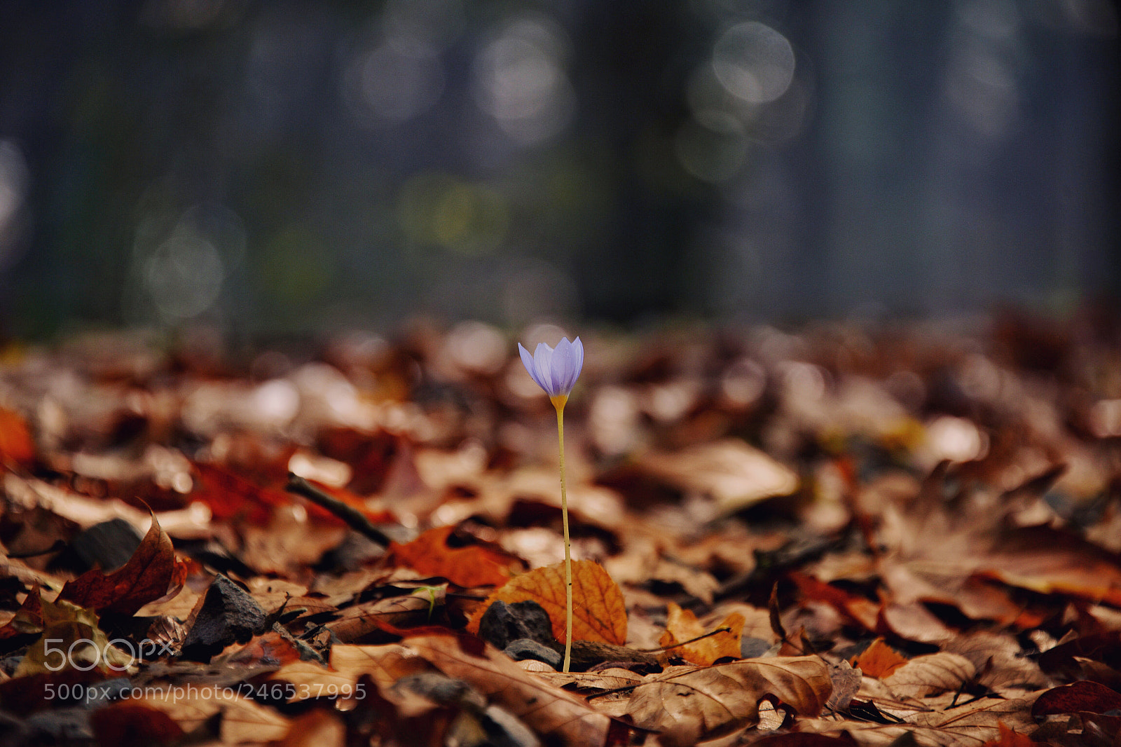 Nikon D810 sample photo. Untitled photography