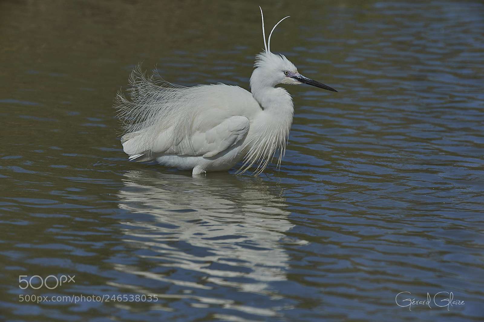 Nikon D4 sample photo. Little egret photography