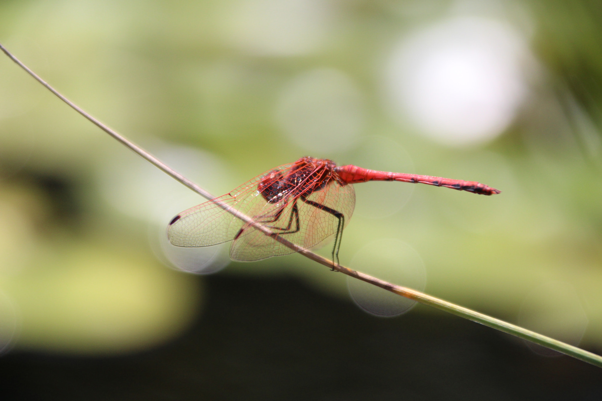 Canon EOS 700D (EOS Rebel T5i / EOS Kiss X7i) + Canon TS-E 90mm F2.8 Tilt-Shift sample photo. Dragonfly on summer day photography