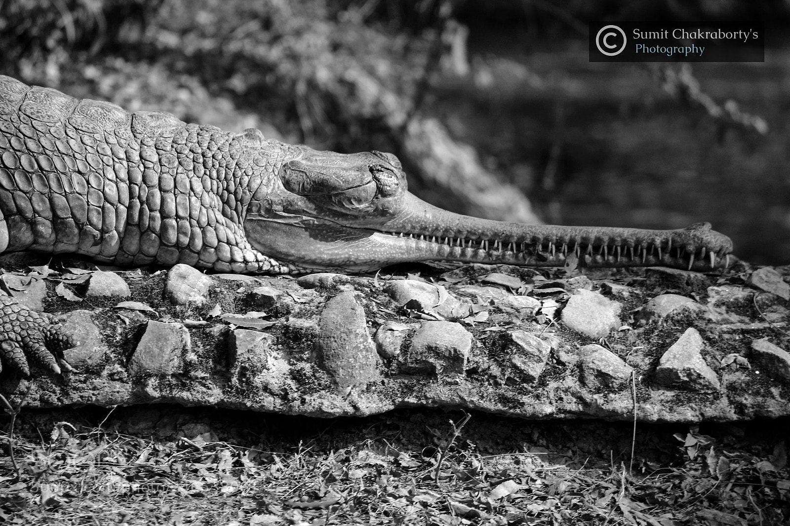 Canon EOS 1200D (EOS Rebel T5 / EOS Kiss X70 / EOS Hi) sample photo. || gharial || photography