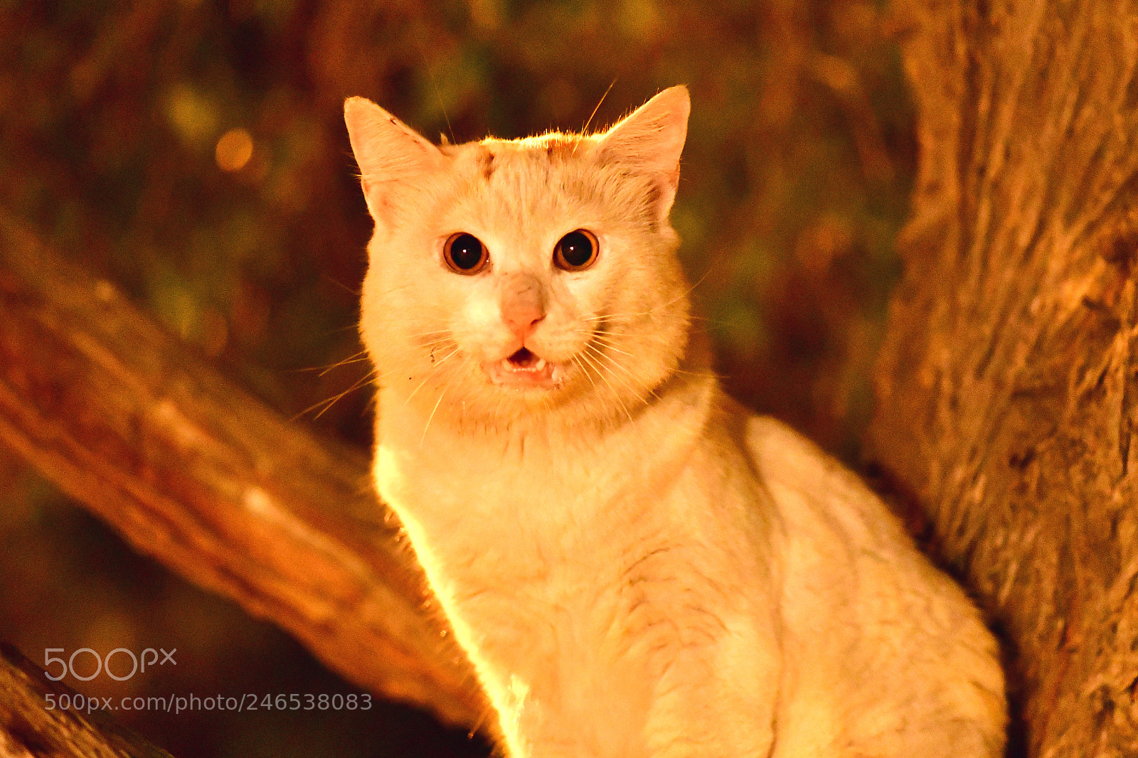 Nikon D500 sample photo. Wild cat on a photography