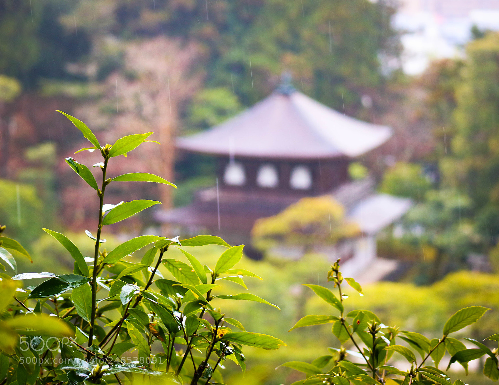 Canon EOS M3 sample photo. Rainy day in kyoto photography