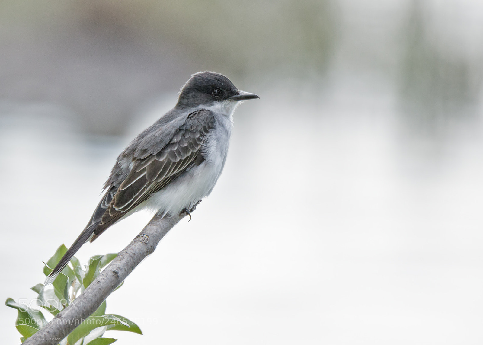 Canon EOS 7D Mark II sample photo. Eastern kingbird photography