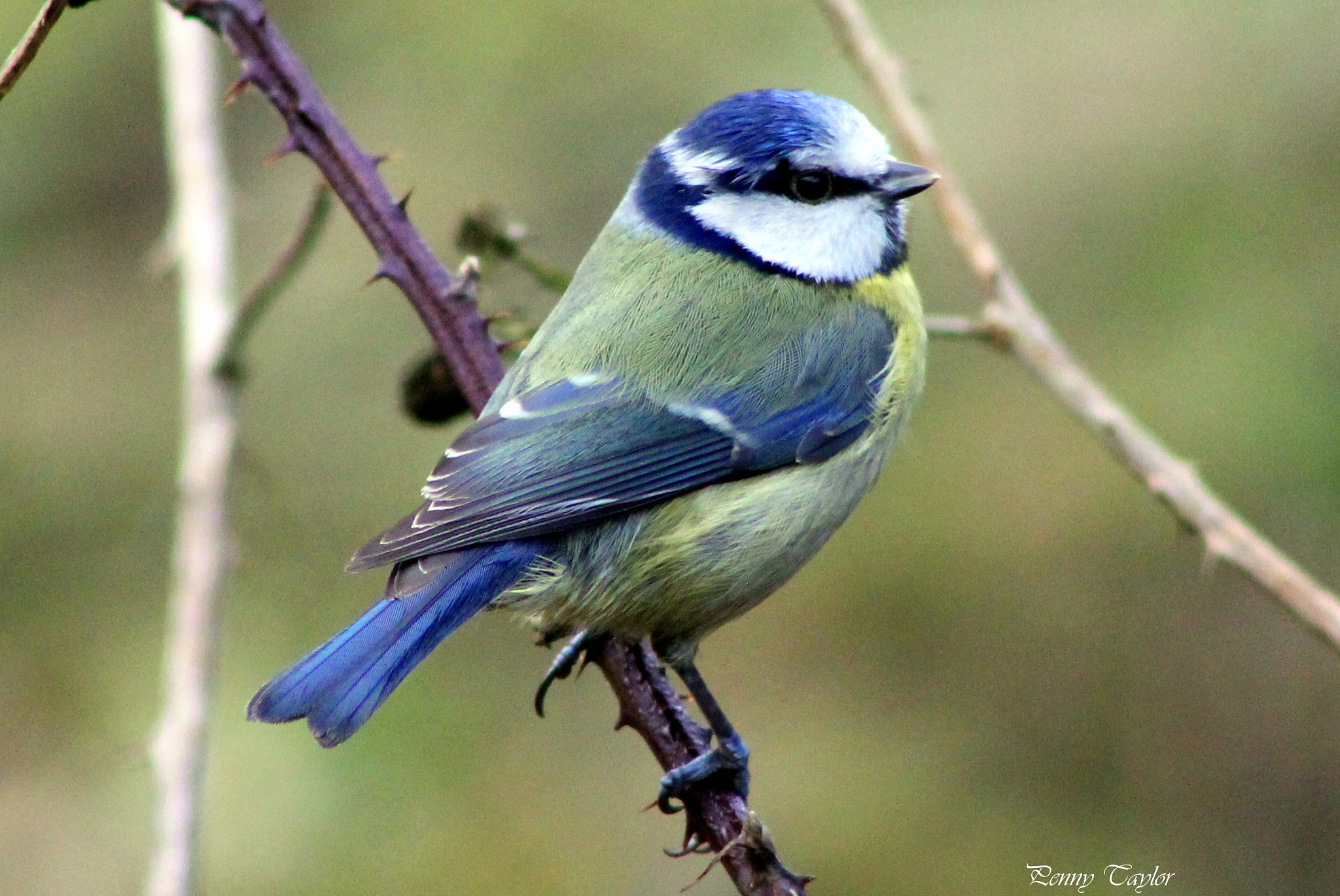 Canon EOS 1100D (EOS Rebel T3 / EOS Kiss X50) + EF75-300mm f/4-5.6 sample photo. Bluetit photography