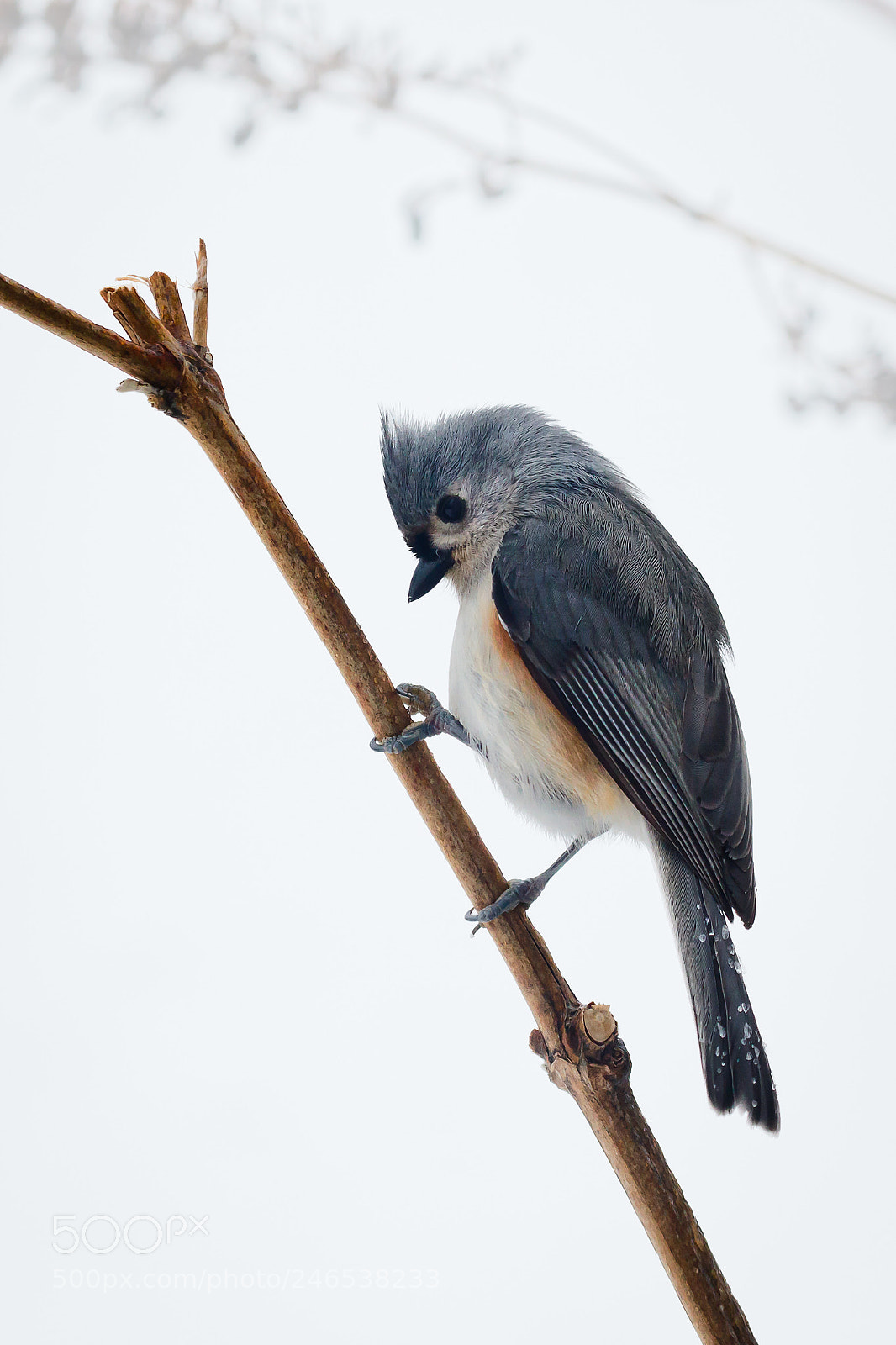 Canon EOS 7D Mark II sample photo. Tufted titmouse in winter photography