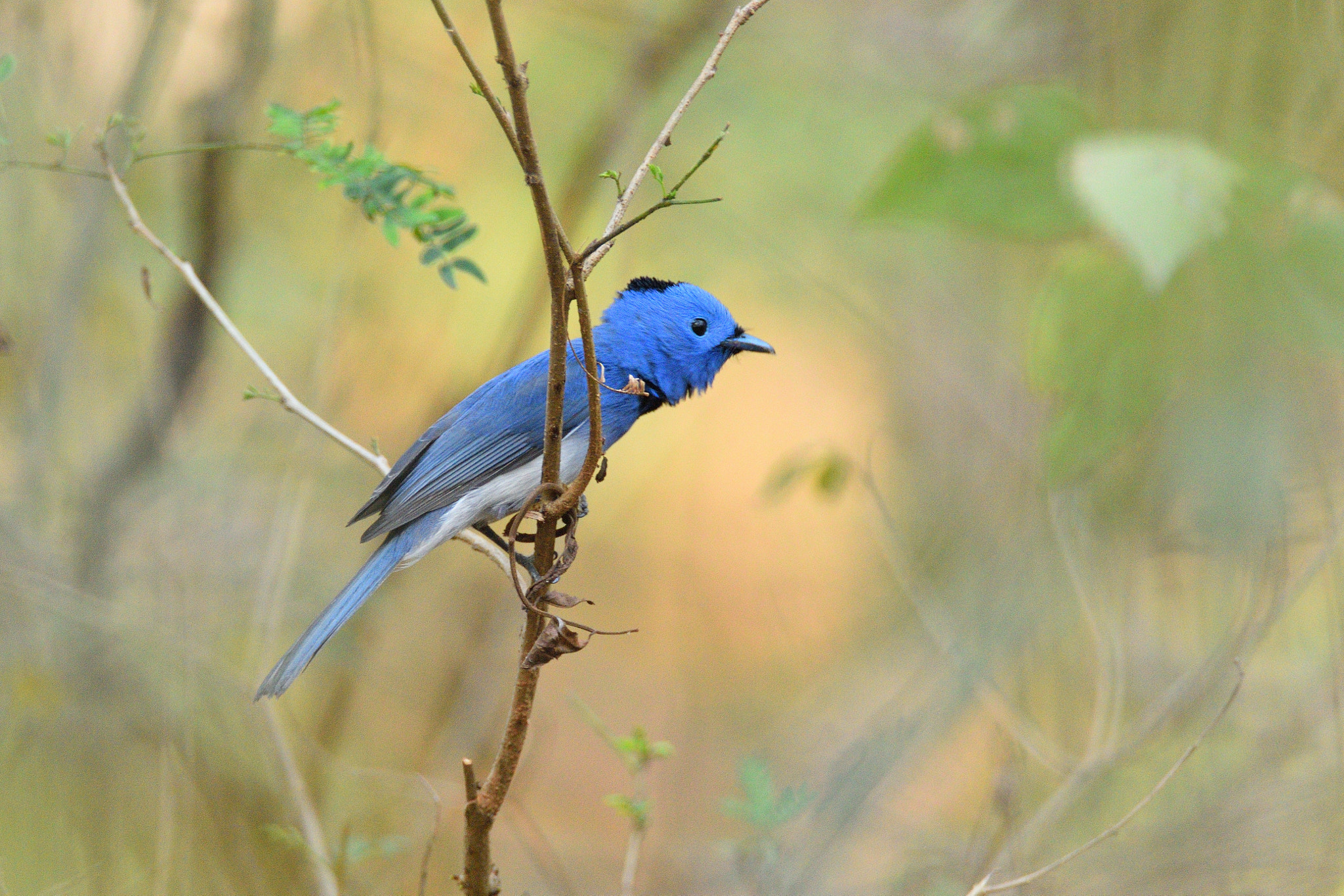 Nikon D810 sample photo. Black naped blue monarch photography