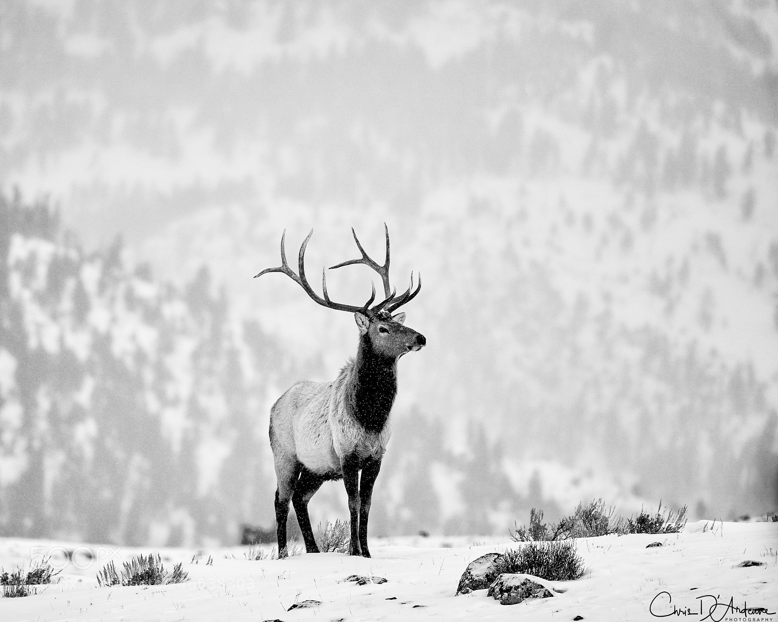 Sony a7R III sample photo. Winter elk photography