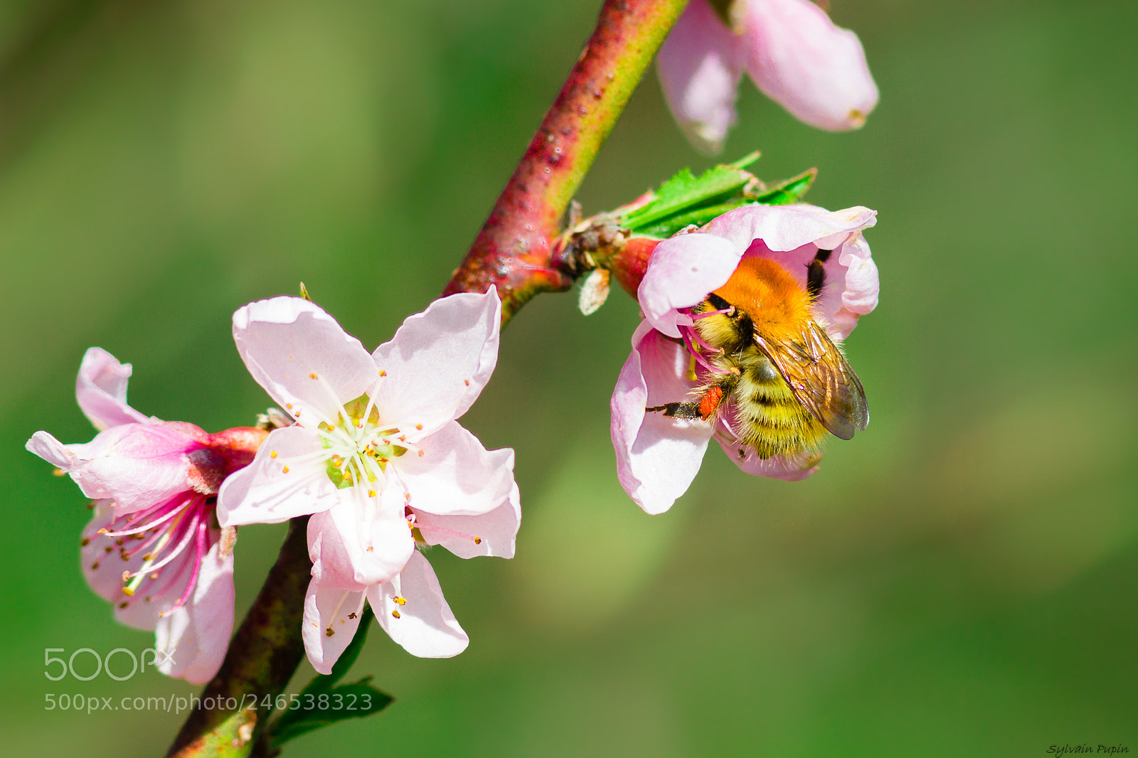 Canon EOS 60D sample photo. Butinage printanier photography