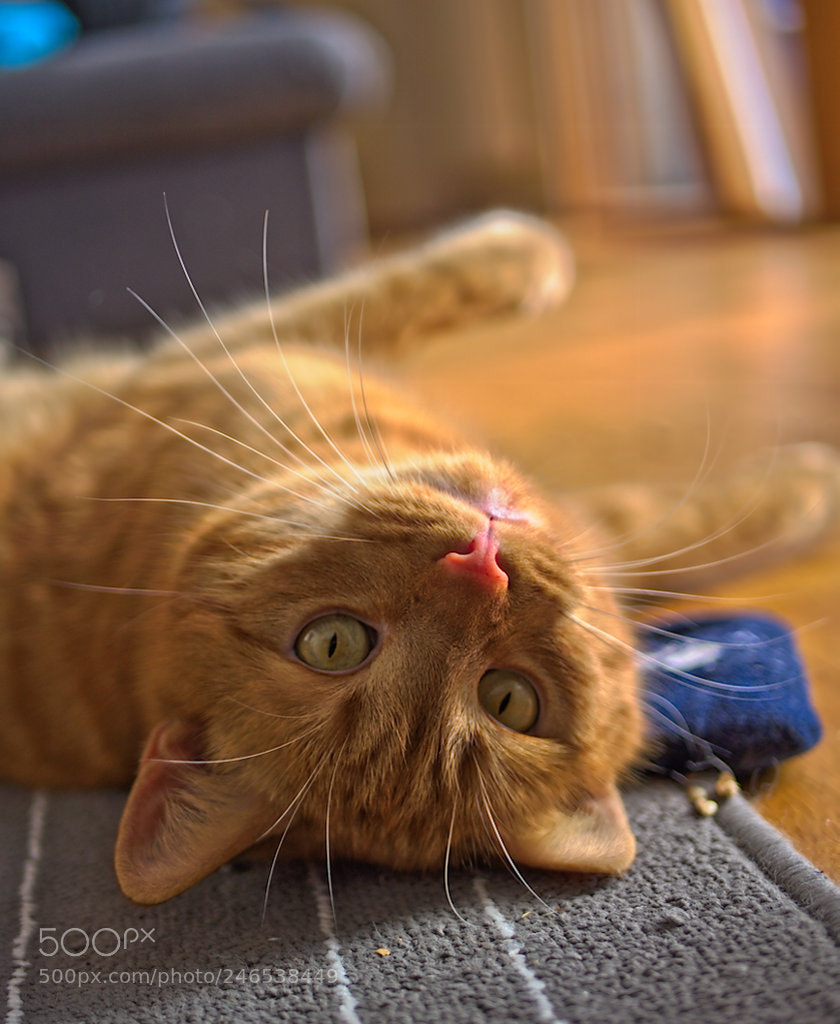 Olympus OM-D E-M10 II sample photo. Die kruste photography