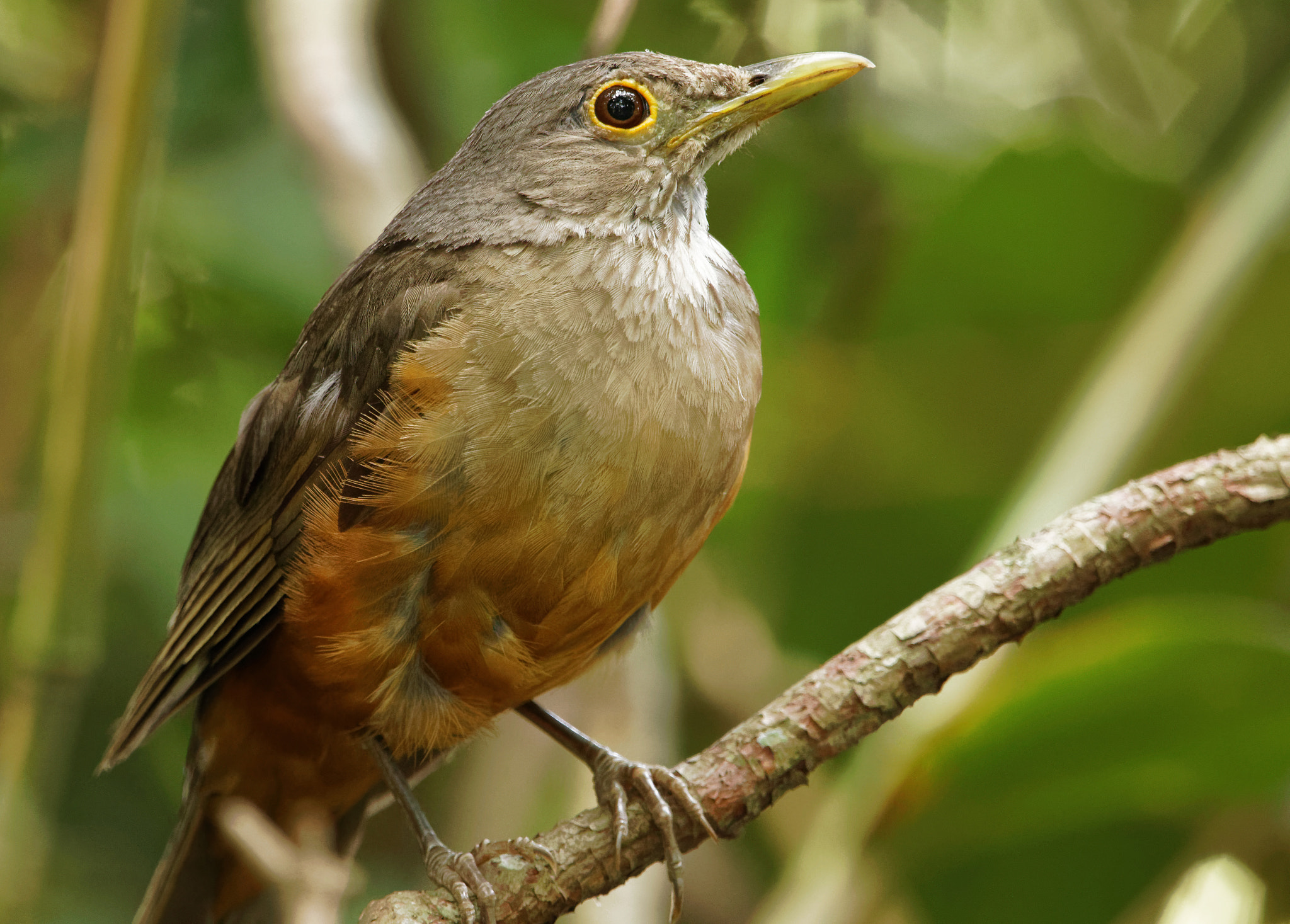 Sigma 150-600mm F5-6.3 DG OS HSM | C sample photo. Thrush portrtait photography