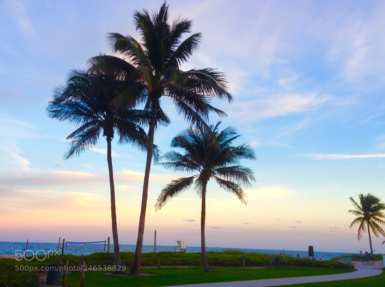 Apple iPhone 5 sample photo. Beach palms photography