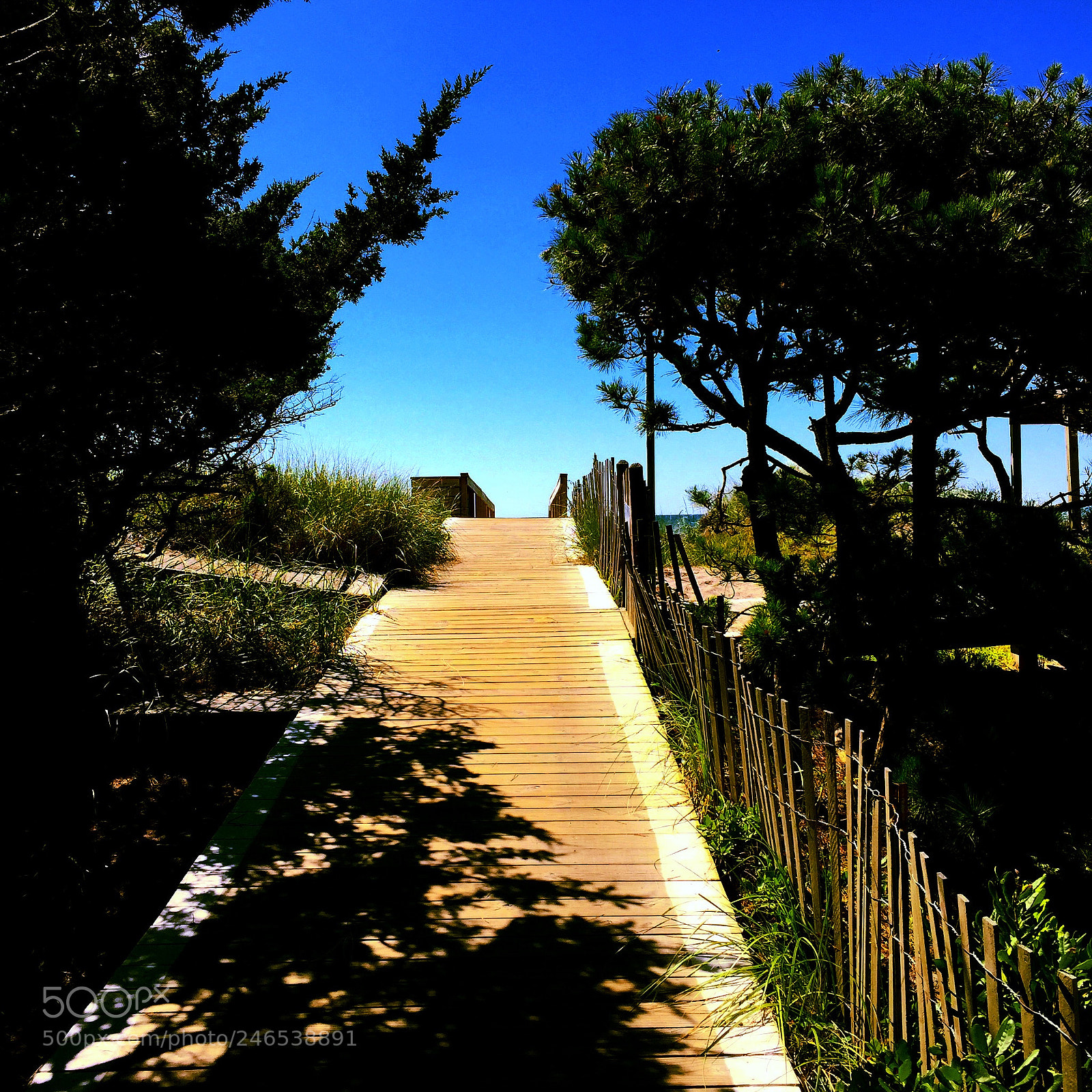 Apple iPhone 6 Plus sample photo. The pines photography