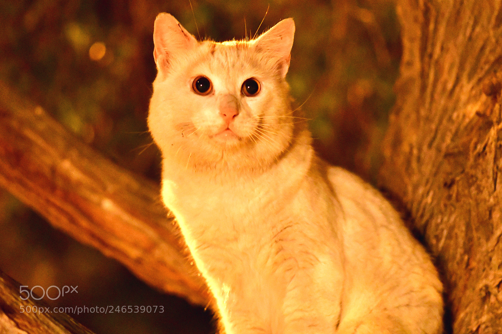 Nikon D500 sample photo. Wild cat on a photography