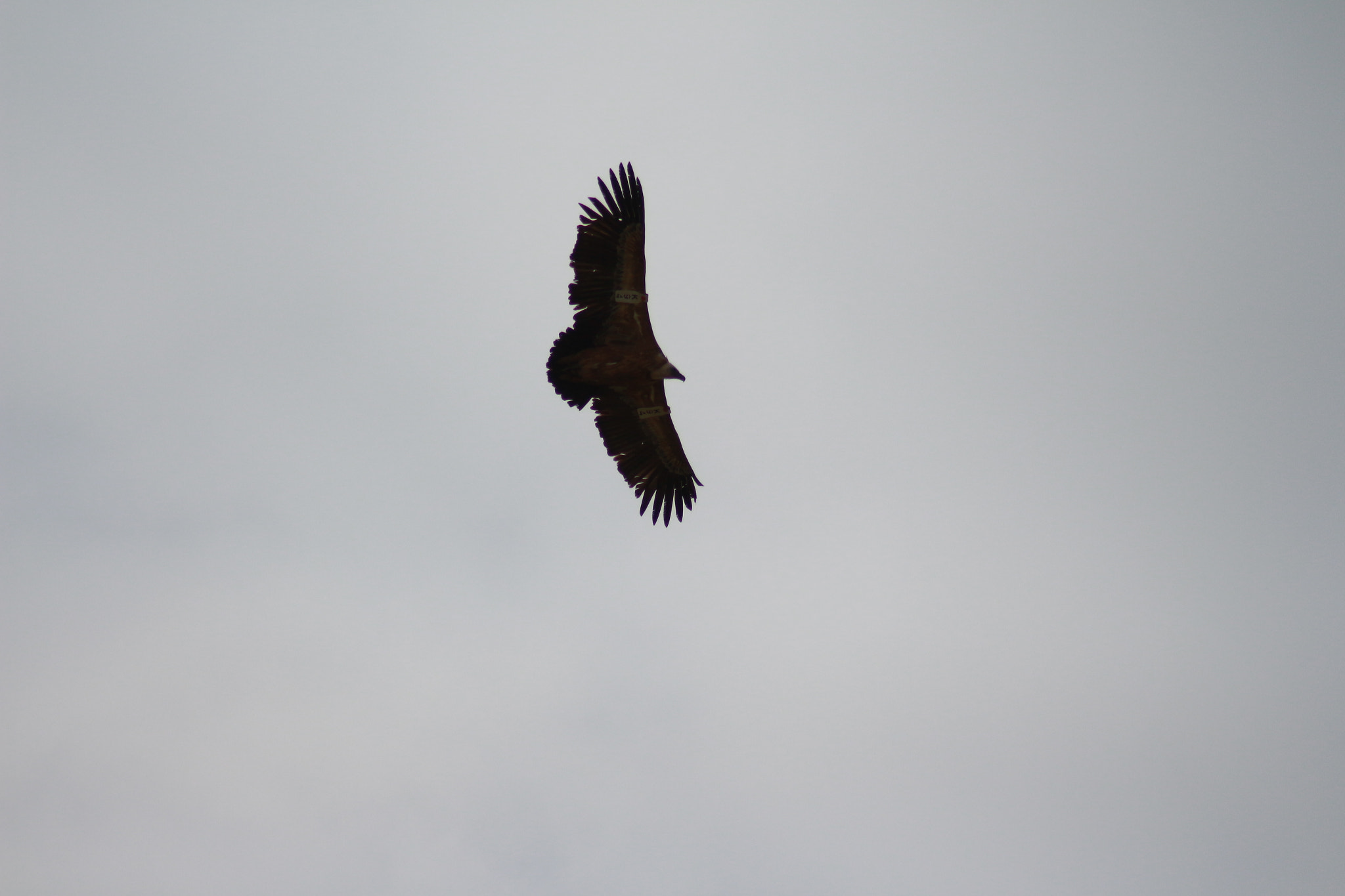 Canon EOS 700D (EOS Rebel T5i / EOS Kiss X7i) sample photo. Spread my wings and fly away  photography