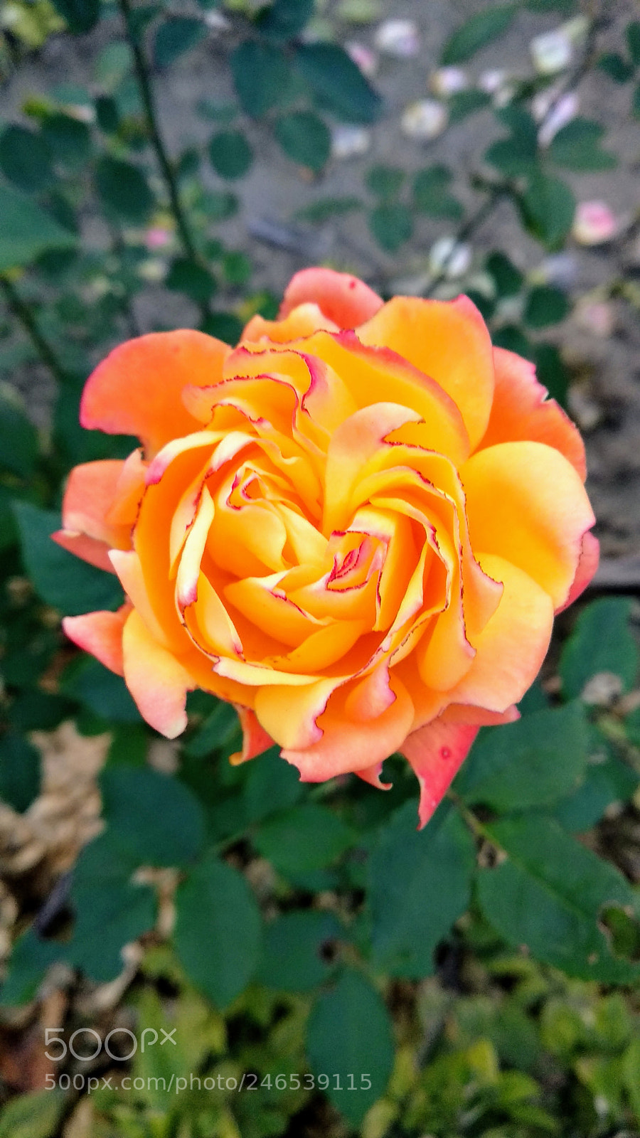 Xiaomi Mi A1 sample photo. Rose photography