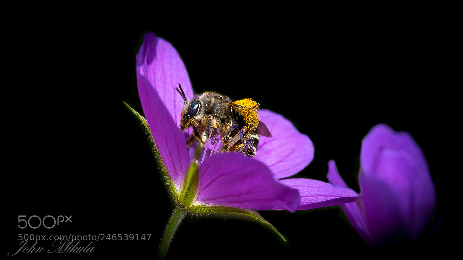 Canon EOS 5D sample photo. Pollen splash. photography