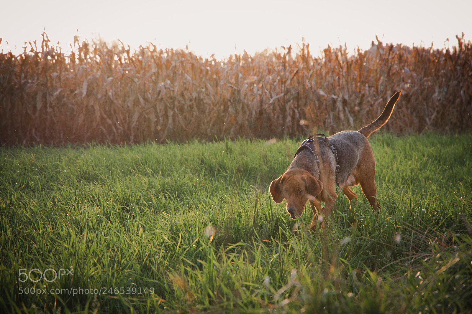 Canon EOS 50D sample photo. Missing the sun photography