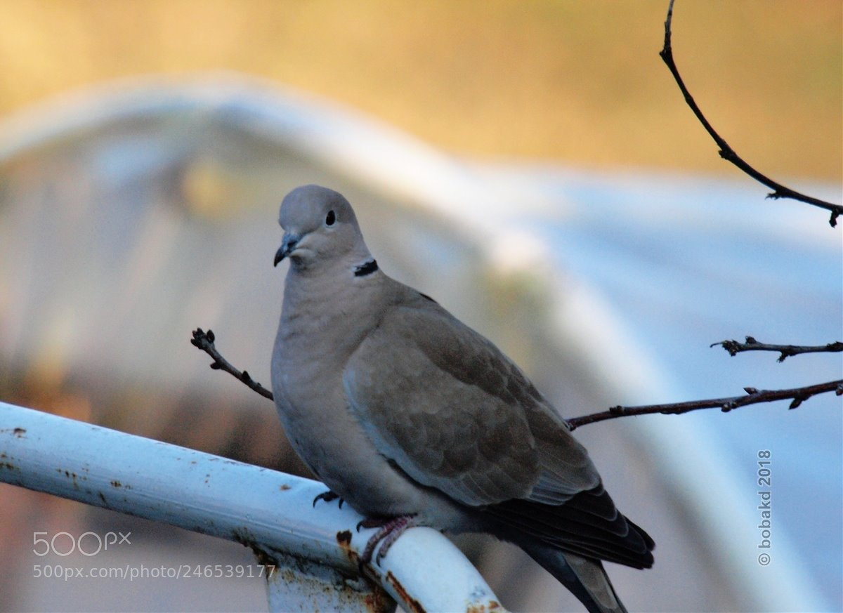 Olympus E-620 (EVOLT E-620) sample photo. Gerle -3   / streptopelia decaocto / photography