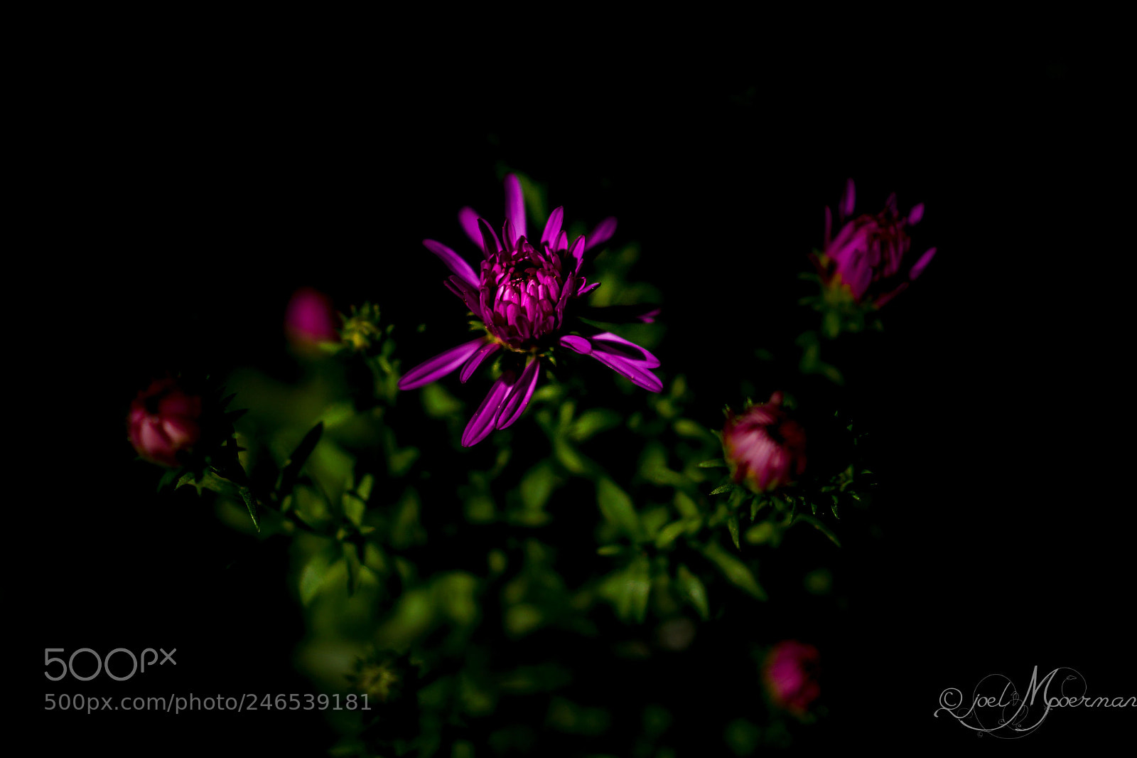 Sony SLT-A77 sample photo. Floral ! photography