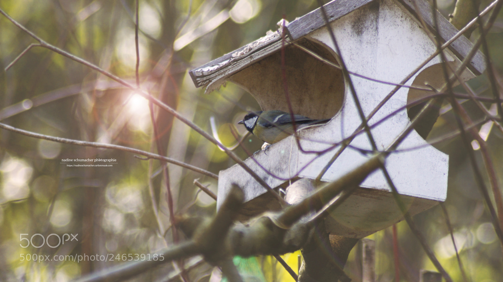Sony Alpha a3000 sample photo. Parus major kohlmeise im photography