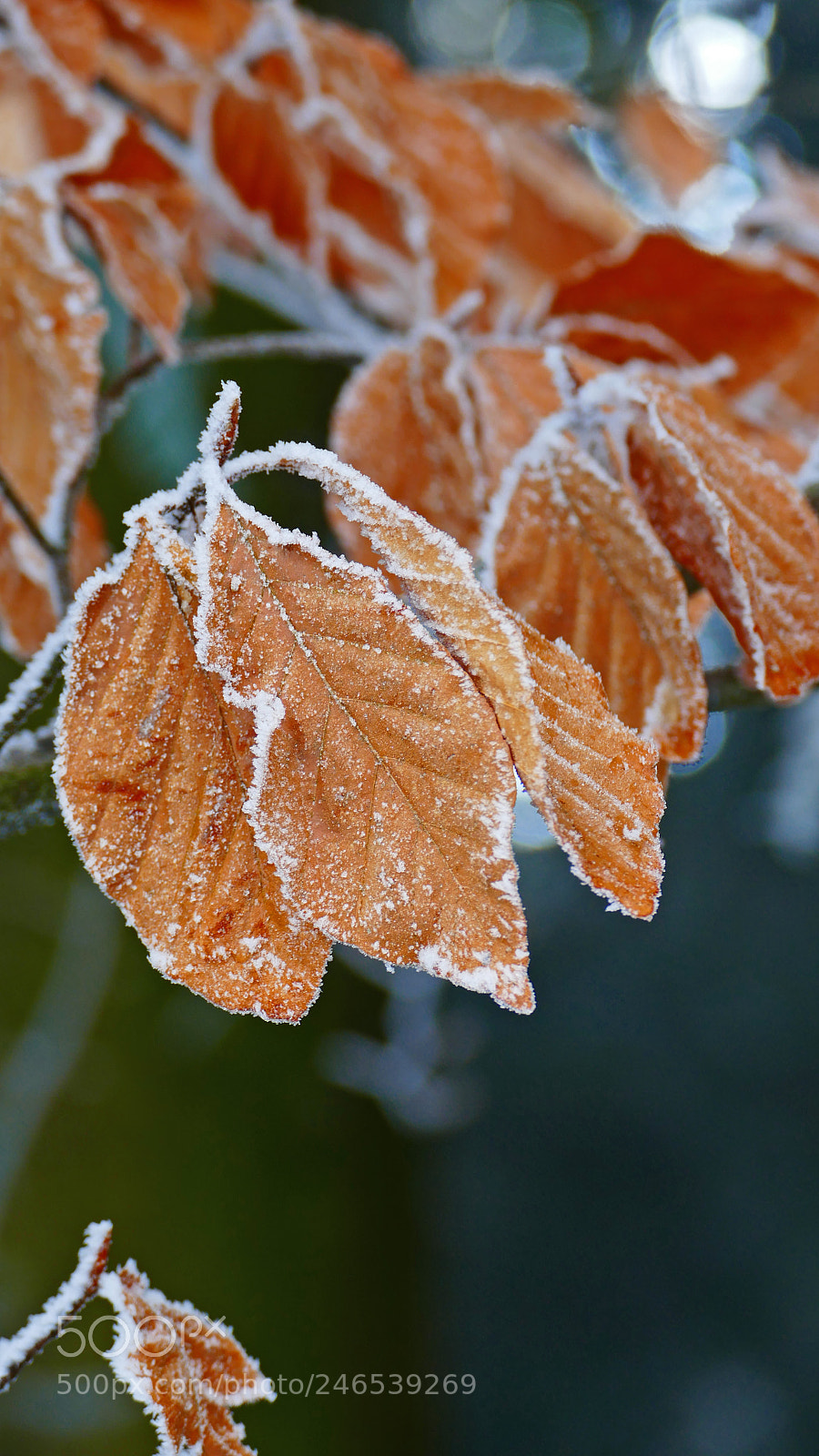 Panasonic Lumix DMC-FZ1000 sample photo. Frozen photography