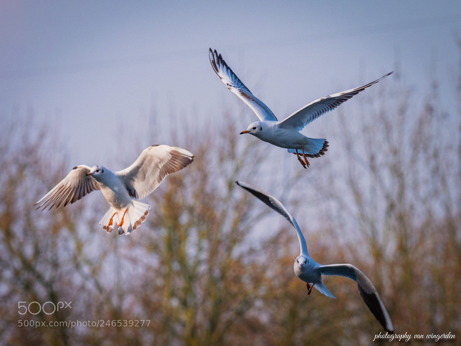 Olympus OM-D E-M1 Mark II sample photo. Bird photography
