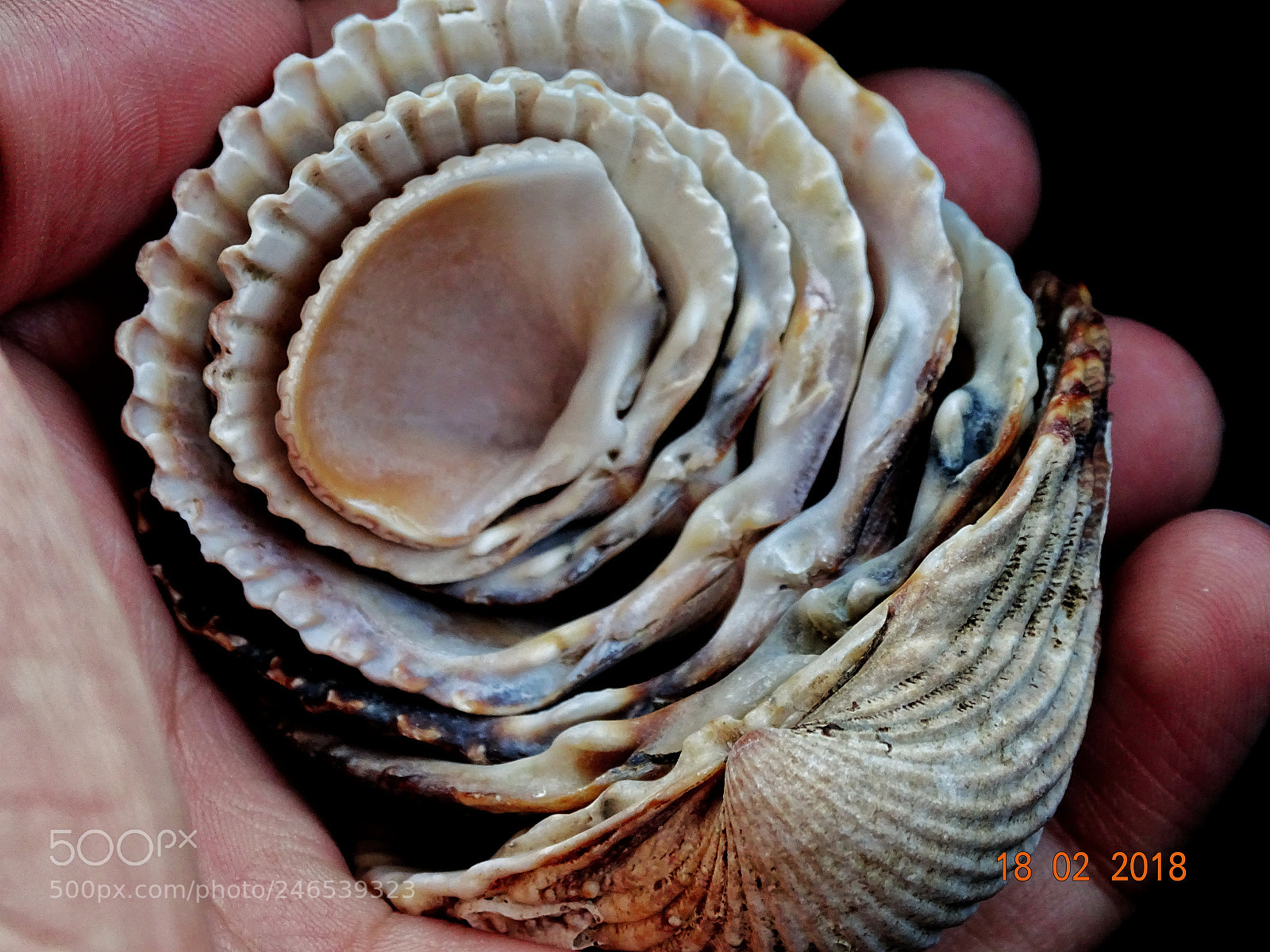 Sony Cyber-shot DSC-HX400V sample photo. Seashell photography