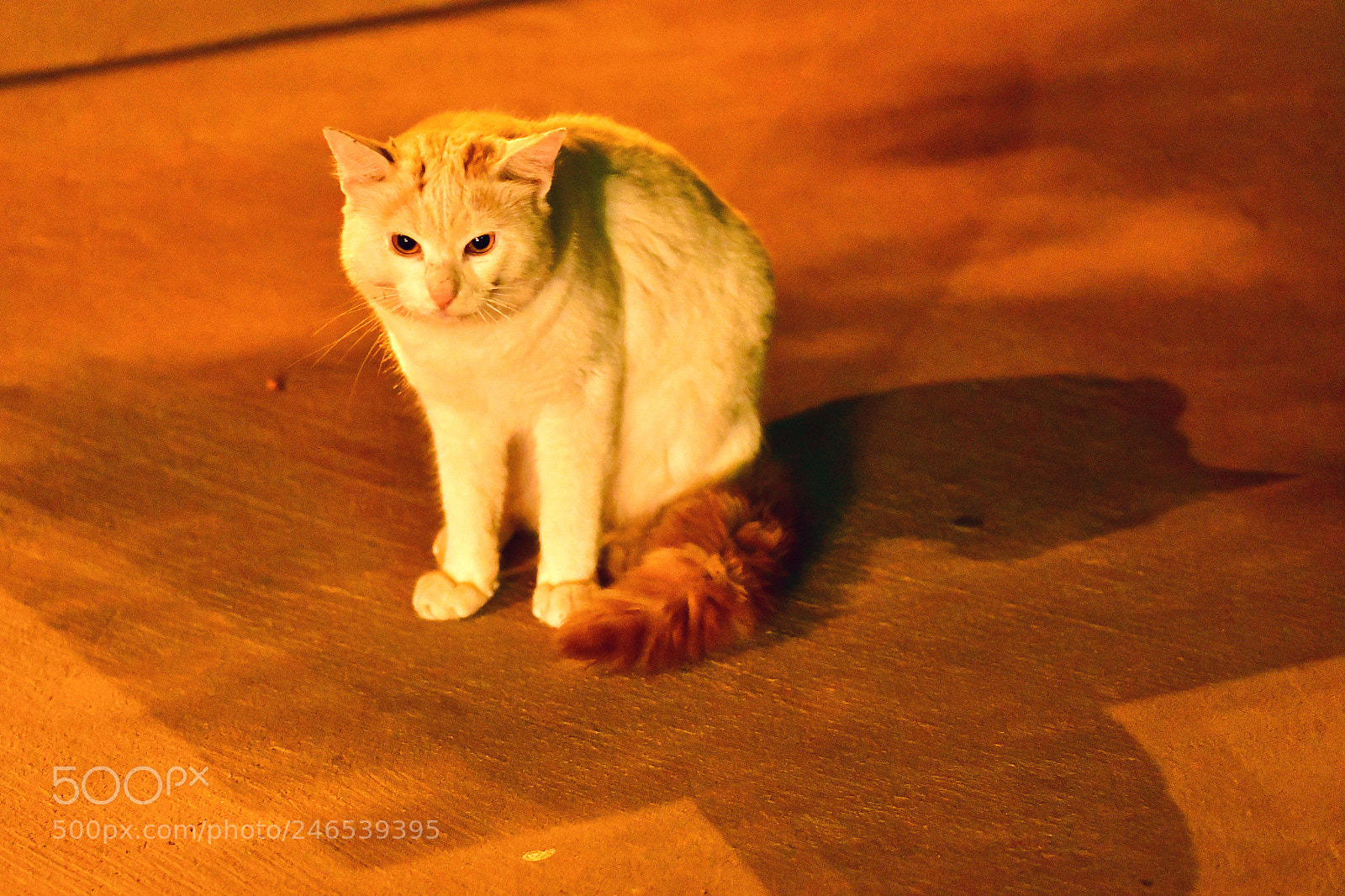 Nikon D500 sample photo. Wild cat on a photography