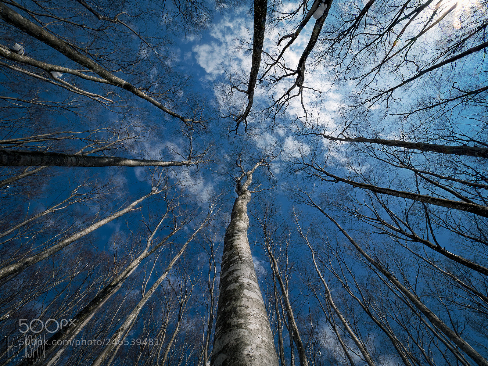 Olympus OM-D E-M1 Mark II sample photo. Center of the forest photography