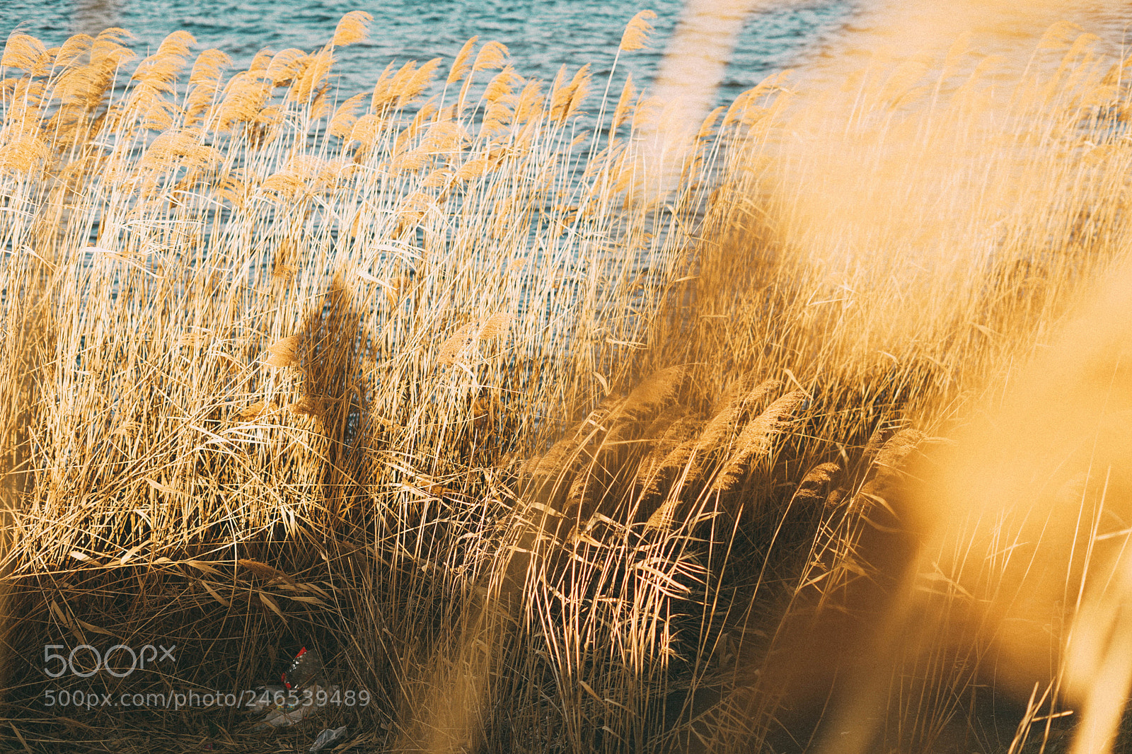 Sony a7 II sample photo. Me photography