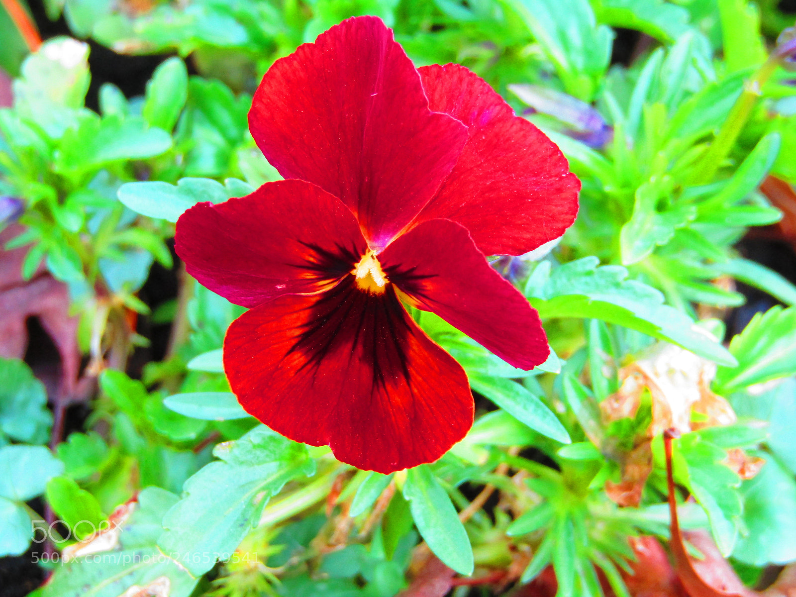 Canon POWERSHOT SX430 IS sample photo. Untitled photography