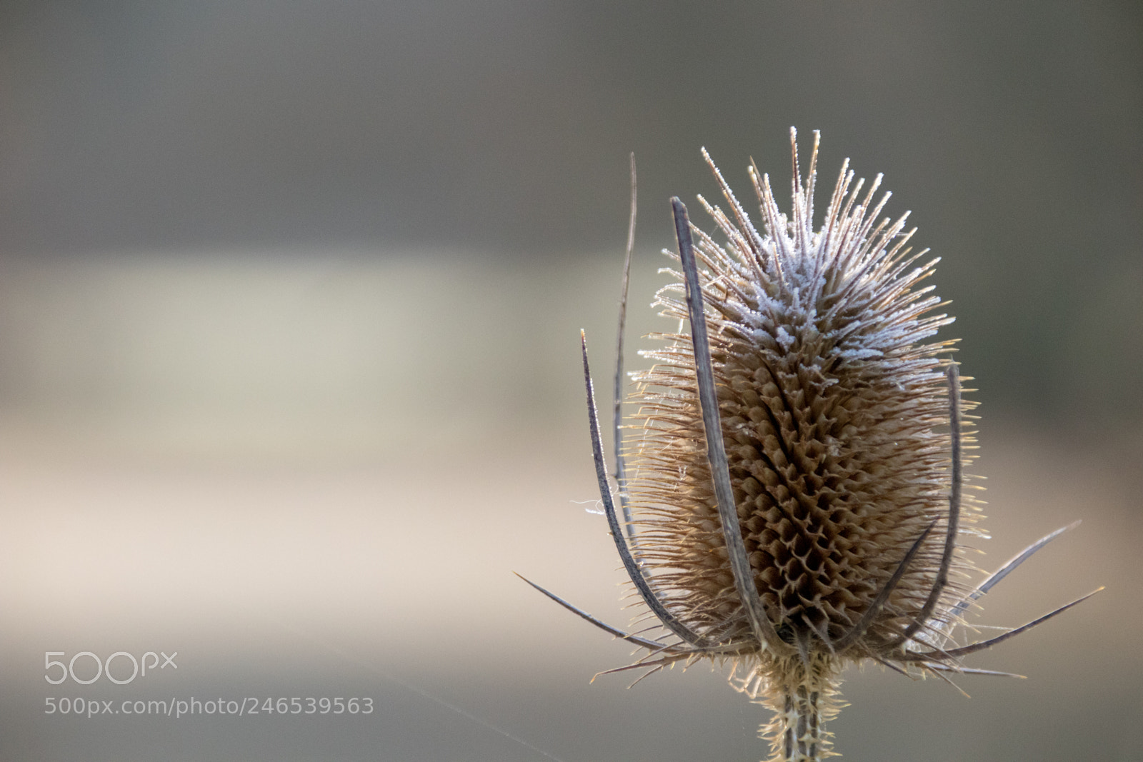 Canon EOS 77D (EOS 9000D / EOS 770D) sample photo. Frosted teasel photography