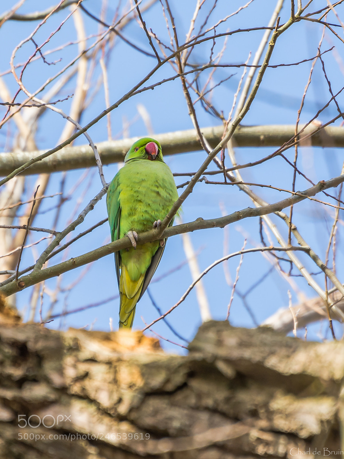 Nikon D7100 sample photo. Rose beaked parakeet photography