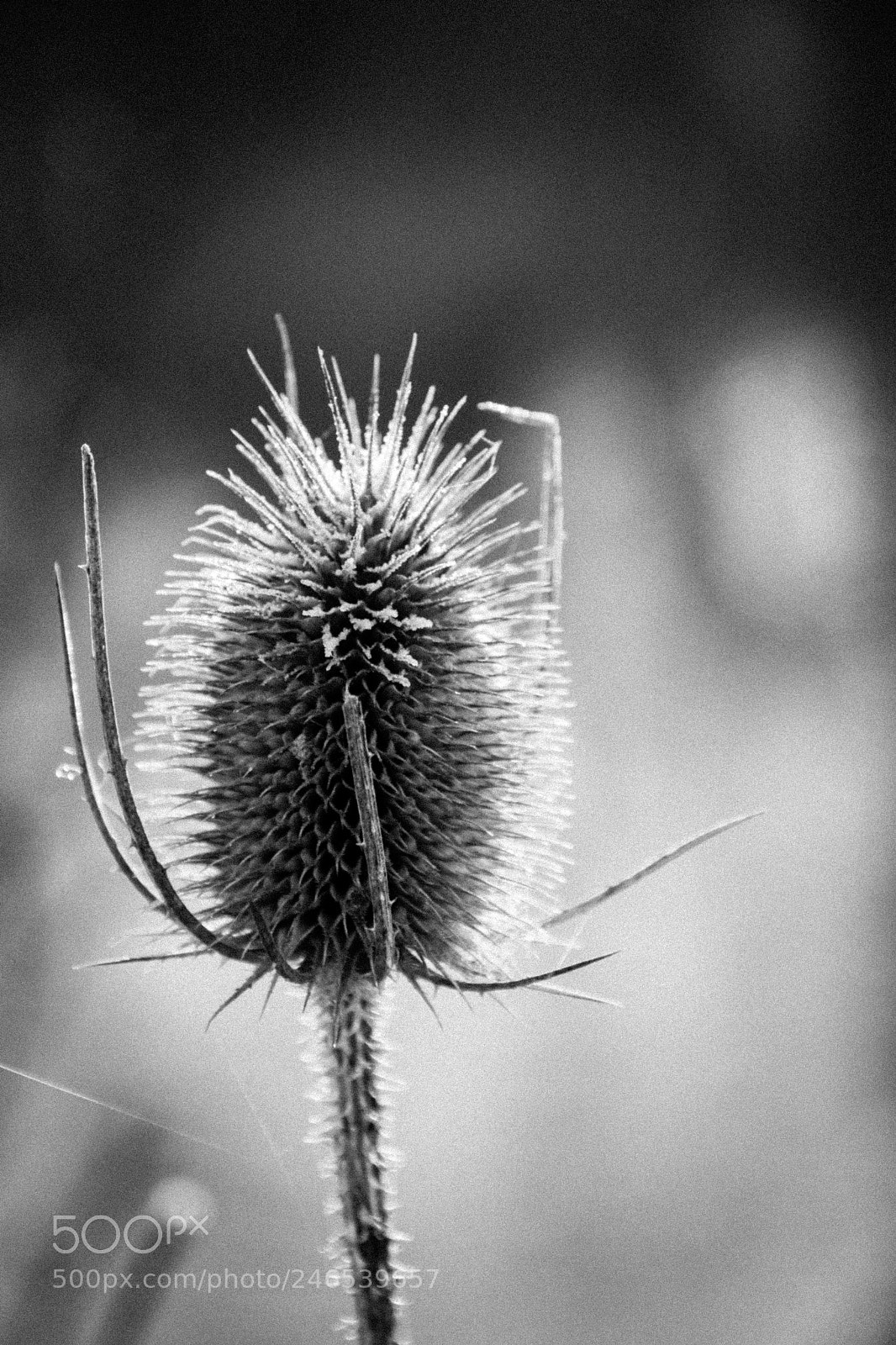 Canon EOS 77D (EOS 9000D / EOS 770D) sample photo. Frosted teasel black and photography