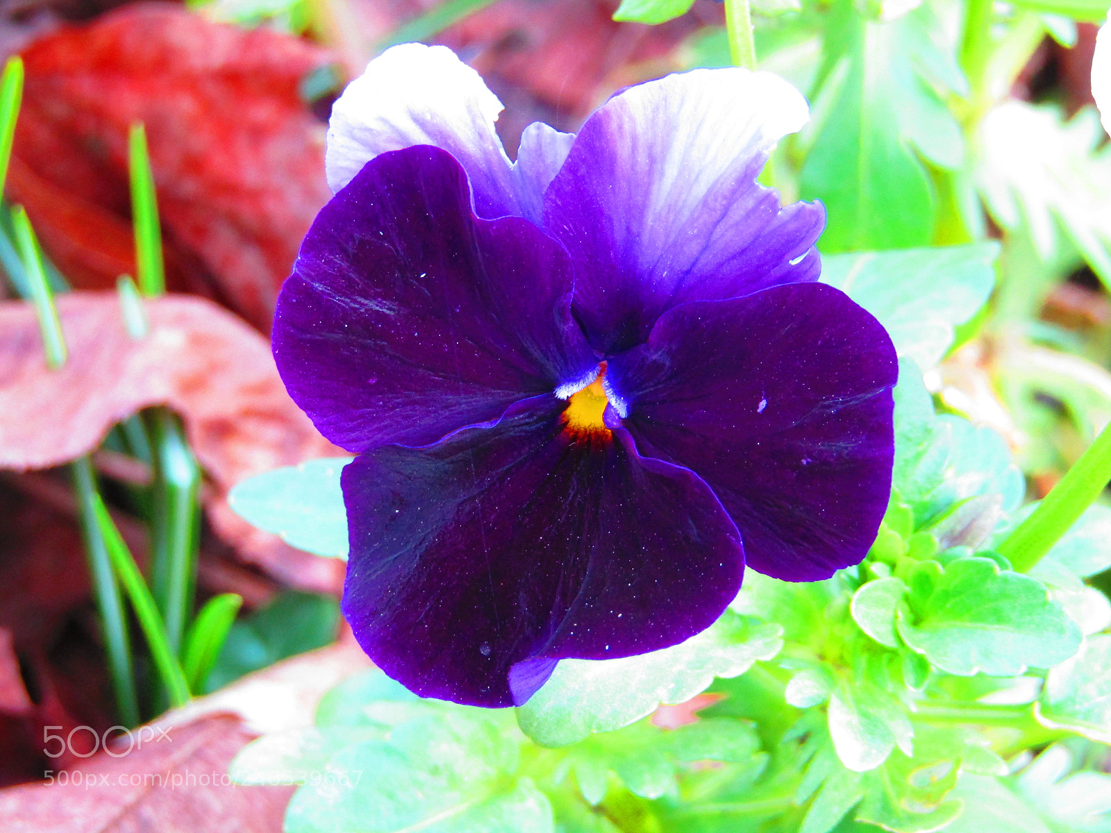 Canon POWERSHOT SX430 IS sample photo. Untitled photography