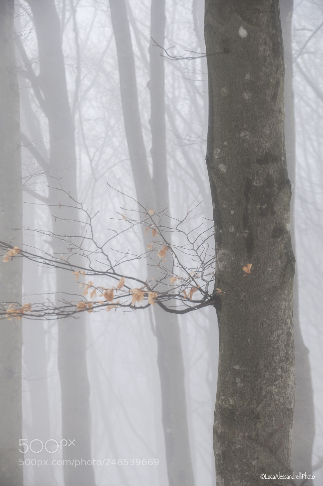 Nikon D90 sample photo. Fog photography