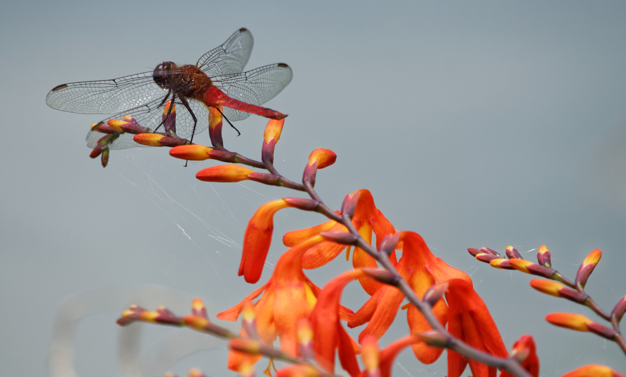 Canon EOS 80D sample photo. Dragonfly in flowers photography