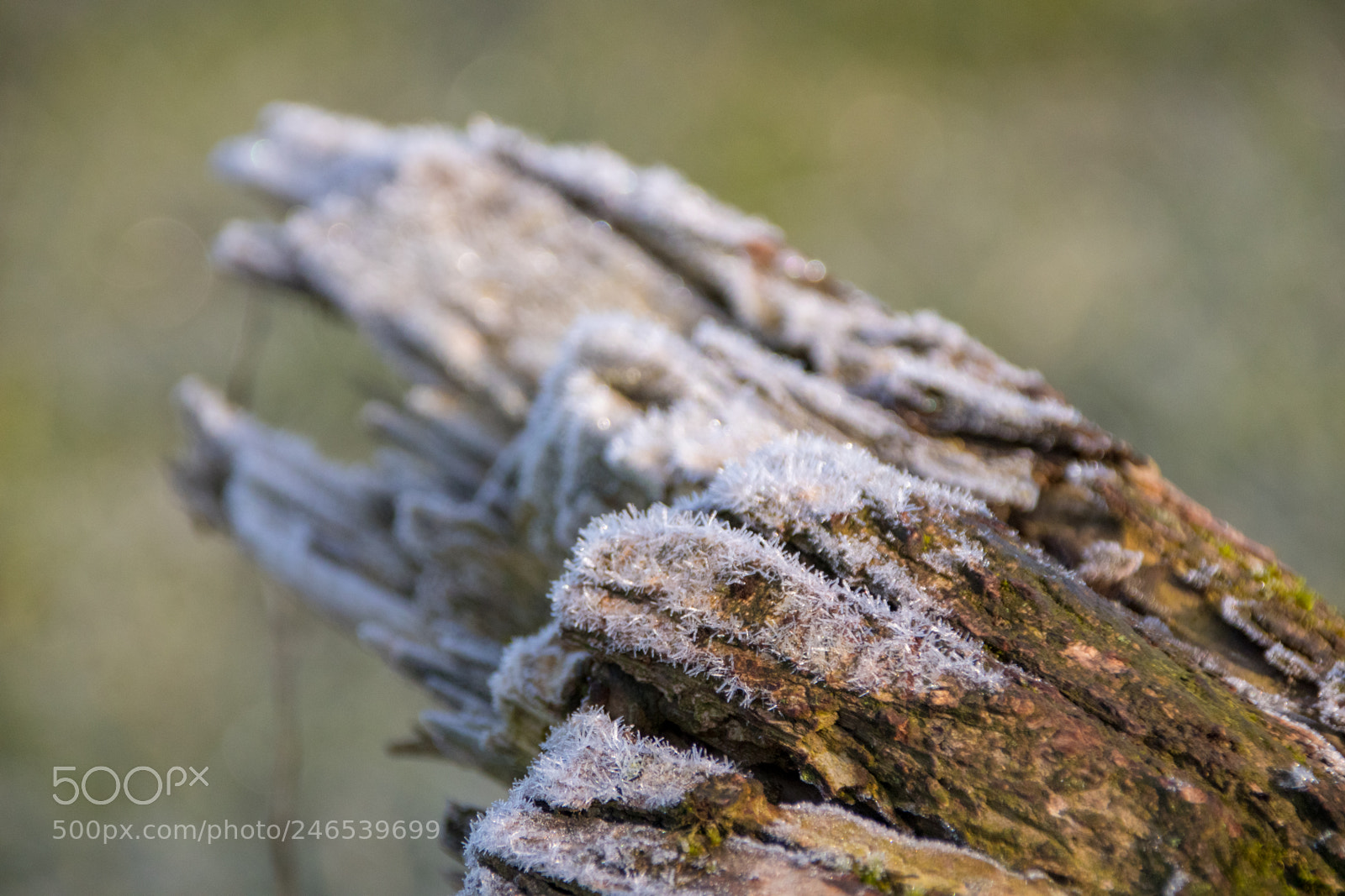 Canon EOS 77D (EOS 9000D / EOS 770D) sample photo. Frosted log photography