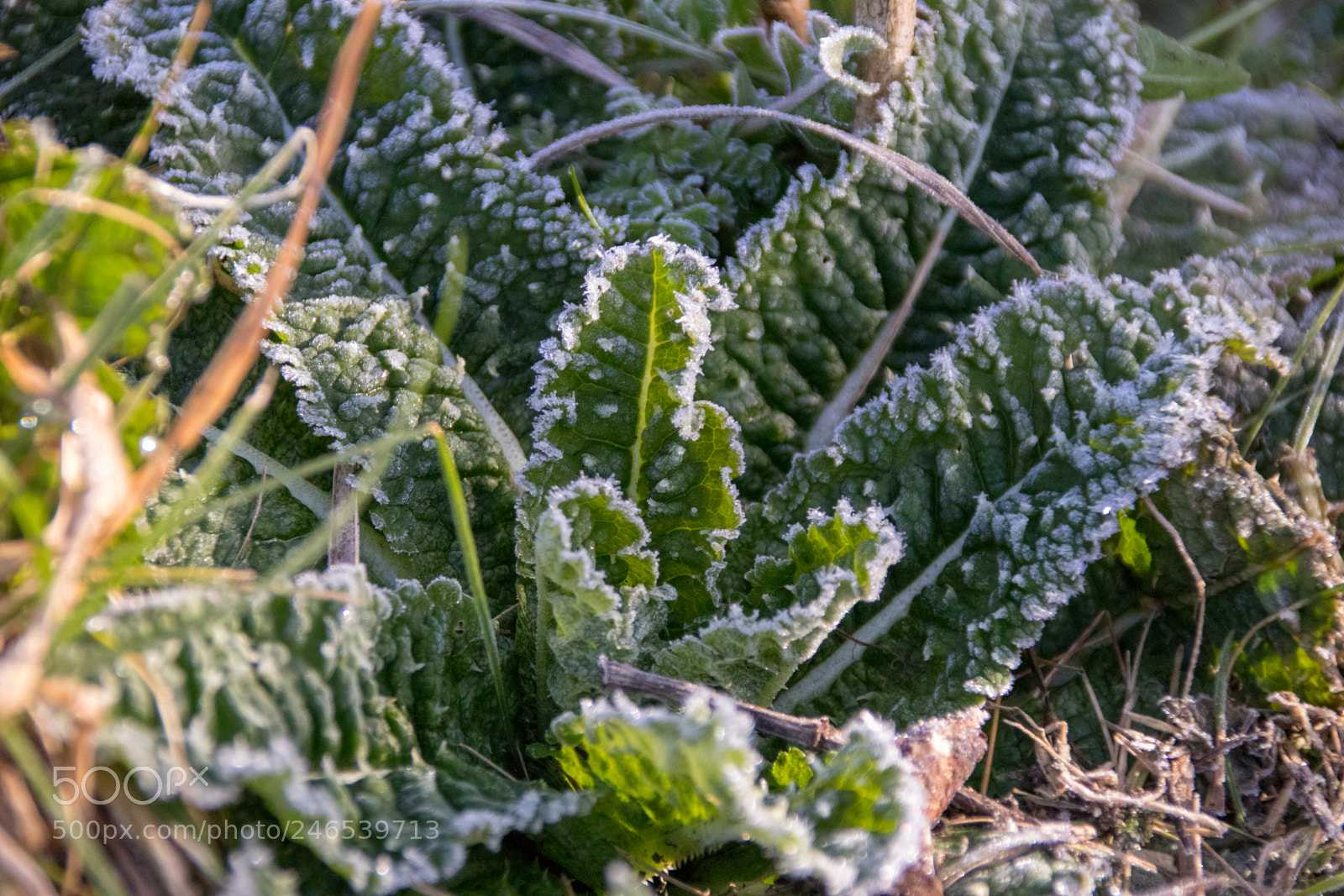 Canon EOS 77D (EOS 9000D / EOS 770D) sample photo. Frosted plant photography