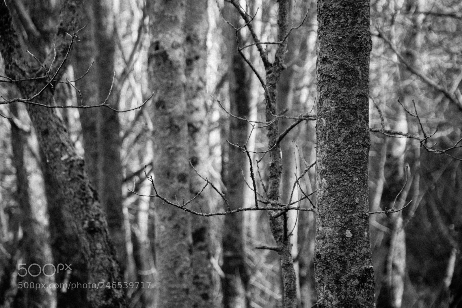 Canon EOS 77D (EOS 9000D / EOS 770D) sample photo. Tree trunks photography