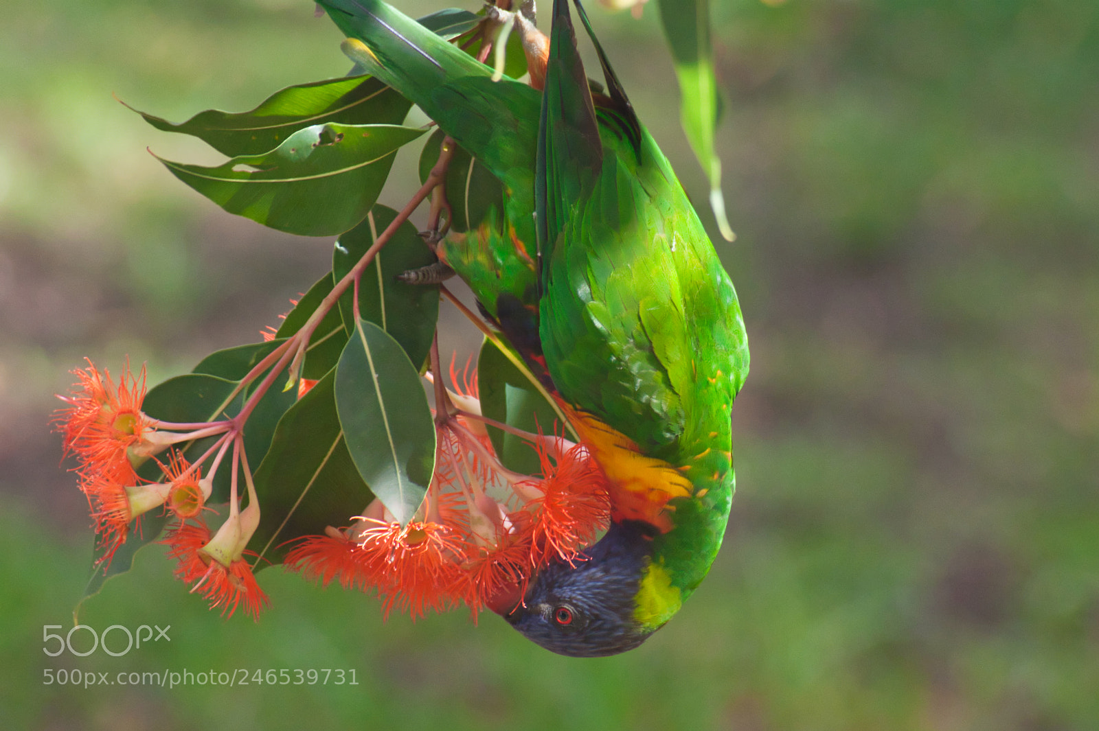 Nikon D90 sample photo. Rainbow lorikeet feeding, new photography