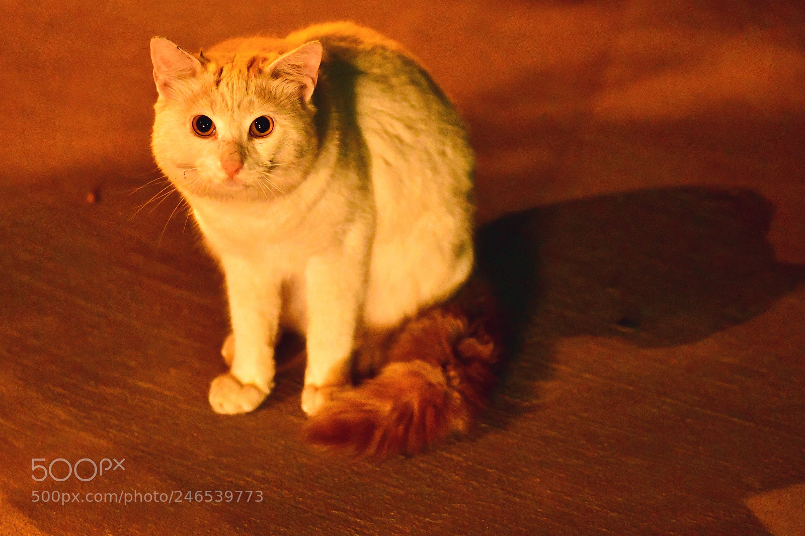 Nikon D500 sample photo. Wild cat on a photography
