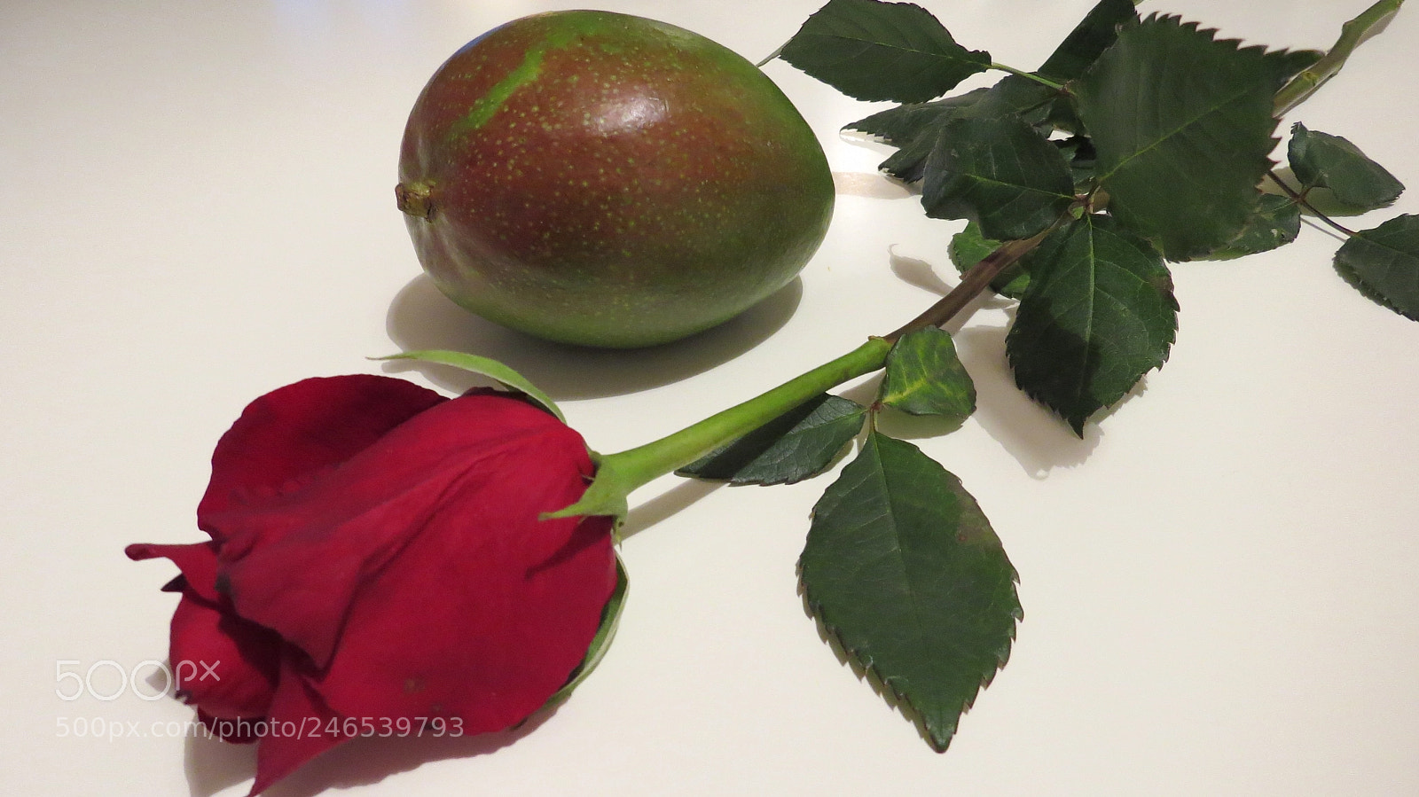 Canon PowerShot SX50 HS sample photo. Mango & tango photography