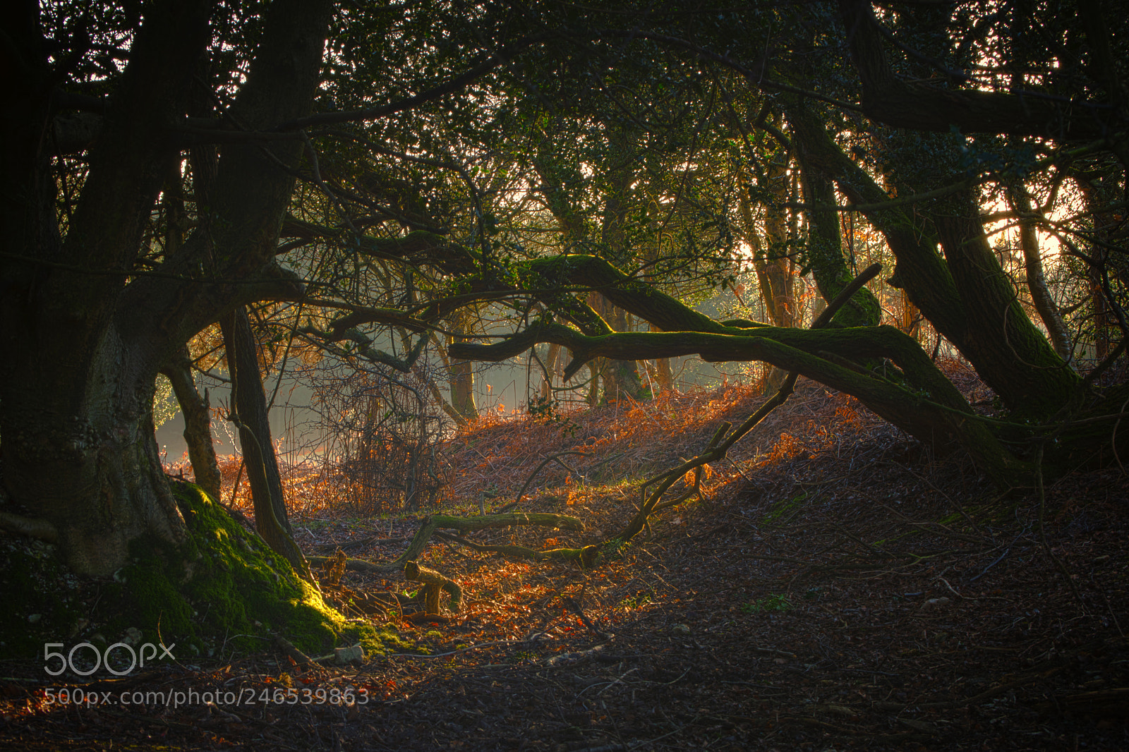 Nikon D7200 sample photo. Through the trees photography